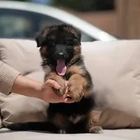 Luna, a female German Shepherd Dog for sale in Oxford, MI – 3 of 3