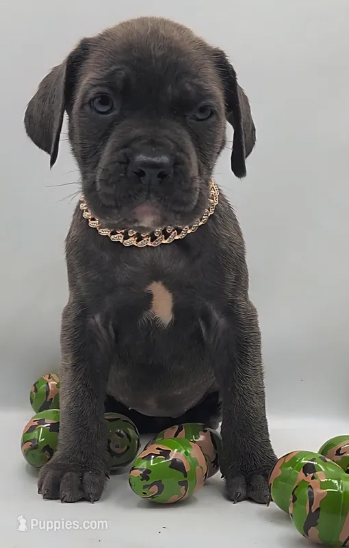 Athena – Cane Corso puppy for sale in Atlanta, GA