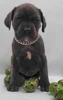 Athena, a male Cane Corso for sale in Atlanta, GA – Photo 1 of 3