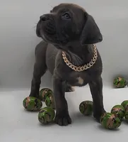 Athena, a male Cane Corso for sale in Atlanta, GA – Photo 2 of 3