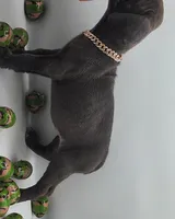 Athena, a male Cane Corso for sale in Atlanta, GA – Photo 3 of 3