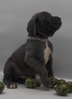 Thor, a male Cane Corso for sale in Atlanta, GA – Photo 2 of 2