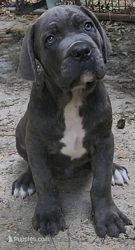 Thor – Cane Corso puppy for sale in Atlanta, GA