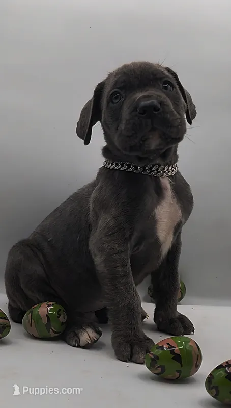 Thor – Cane Corso puppy for sale in Atlanta, GA