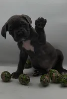 Zeus, a male Cane Corso for sale in Atlanta, GA – Photo 2 of 2