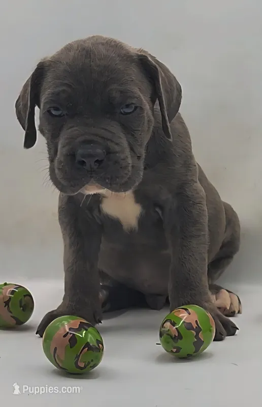 Zeus – Cane Corso puppy for sale in Atlanta, GA