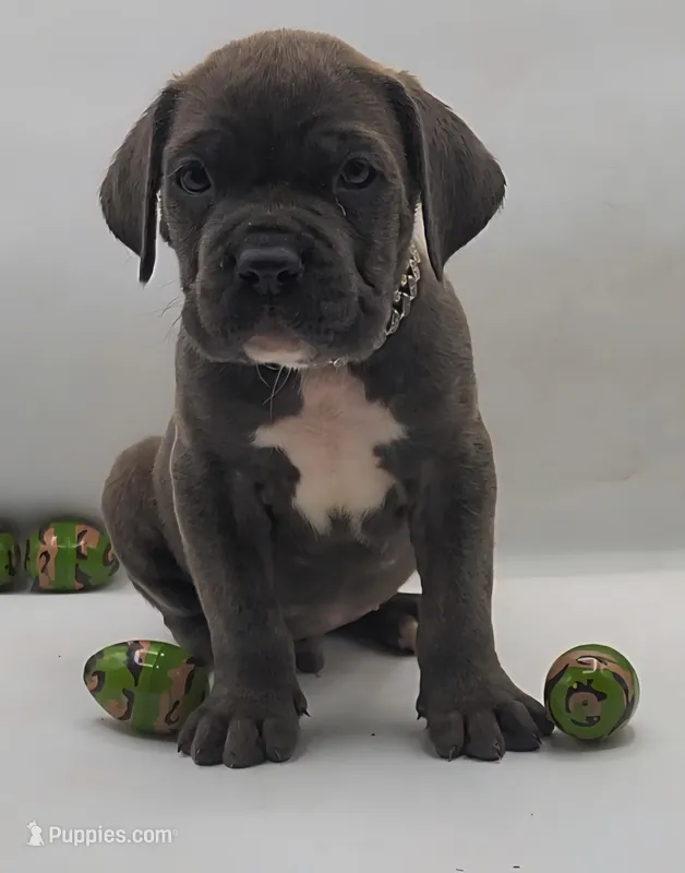 Loki – Cane Corso puppy for sale in Atlanta, GA