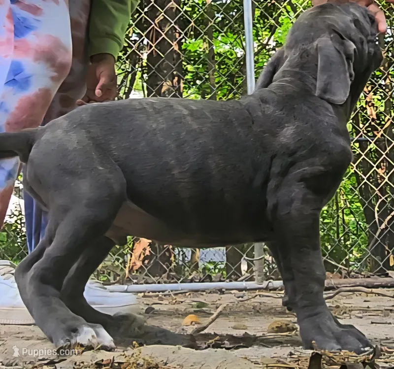 Loki – Cane Corso puppy for sale in Atlanta, GA