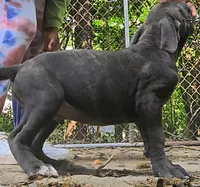 Loki, a male Cane Corso for sale in Atlanta, GA – 1 of 3