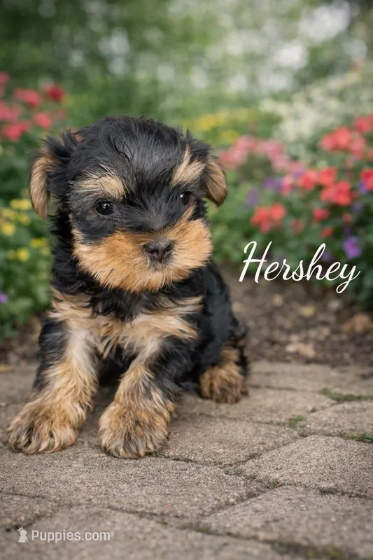 Hershey – Yorkshire Terrier puppy for sale in Oracle, AZ