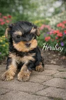 Hershey, a male Yorkshire Terrier for sale in Oracle, AZ – Photo 1 of 2