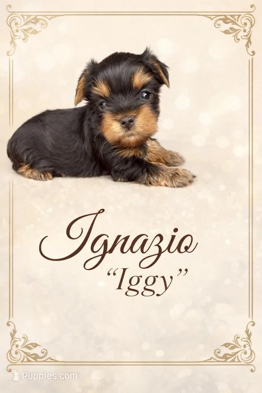 Ignazio-Iggy – Yorkshire Terrier puppy for sale in Oracle, AZ
