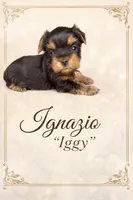 Ignazio-Iggy, a male Yorkshire Terrier for sale in Oracle, AZ – Photo 1 of 3