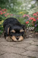 Ignazio-Iggy, a male Yorkshire Terrier for sale in Oracle, AZ – Photo 2 of 3