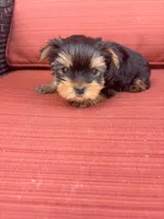 Ignazio-Iggy, a male Yorkshire Terrier for sale in Oracle, AZ – Photo 3 of 3
