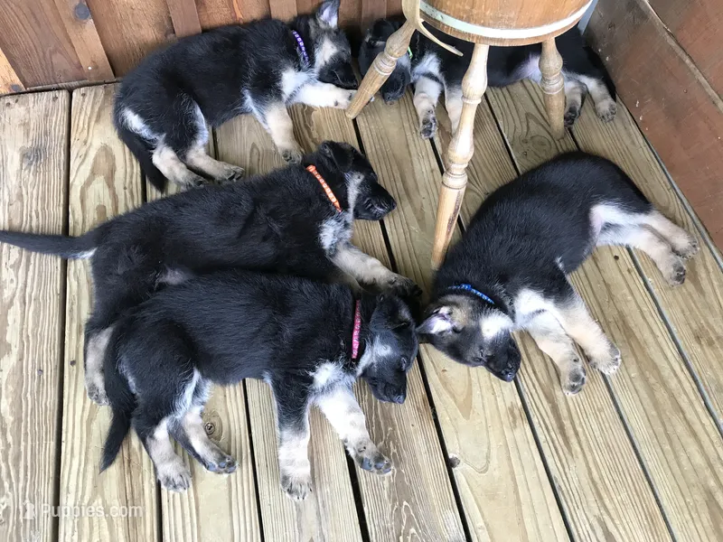 Pink (collar). Female – German Shepherd Dog puppy for sale in Lufkin, TX
