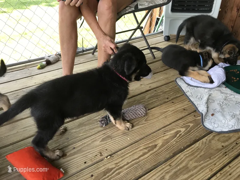 Pink (collar). Female – German Shepherd Dog puppy for sale in Lufkin, TX