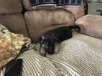 Aqua (collar), a female German Shepherd Dog for sale in Lufkin, TX – 4 of 6