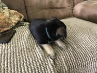 Aqua (collar), a female German Shepherd Dog for sale in Lufkin, TX – 2 of 6