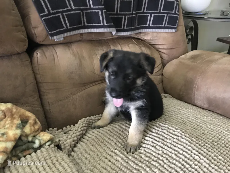 Aqua (collar) – German Shepherd Dog puppy for sale in Lufkin, TX