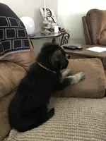 Yellow (collar), a female German Shepherd Dog for sale in Lufkin, TX – 2 of 5