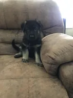 Yellow (collar), a female German Shepherd Dog for sale in Lufkin, TX – 1 of 5
