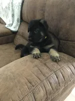 Yellow (collar), a female German Shepherd Dog for sale in Lufkin, TX – 5 of 5