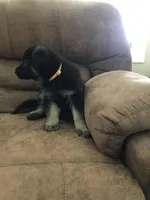 Yellow (collar), a female German Shepherd Dog for sale in Lufkin, TX – 3 of 5