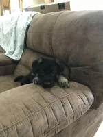 Yellow (collar), a female German Shepherd Dog for sale in Lufkin, TX – 4 of 5