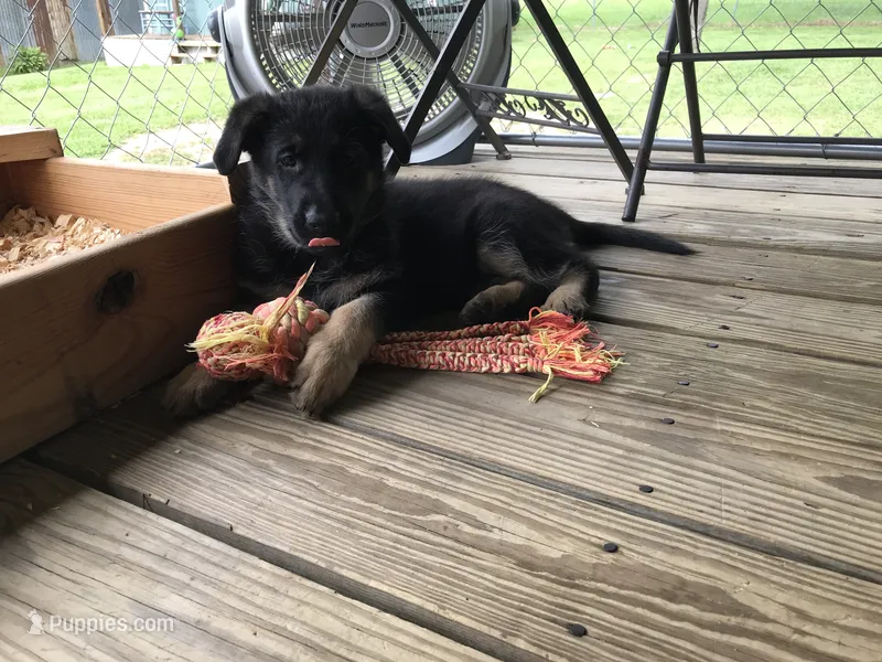Pink (collar). Female – German Shepherd Dog puppy for sale in Lufkin, TX
