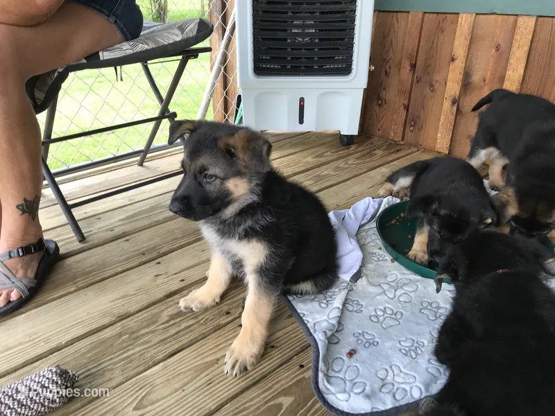 Lavender (collar) Female – German Shepherd Dog puppy for sale in Lufkin, TX