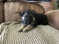 Lavender (collar), a female German Shepherd Dog for sale in Lufkin, TX – 3 of 7