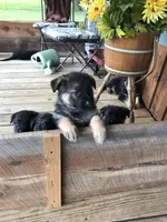 Lavender (collar), a female German Shepherd Dog for sale in Lufkin, TX – 2 of 7