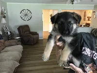 Lavender (collar), a female German Shepherd Dog for sale in Lufkin, TX – 7 of 7