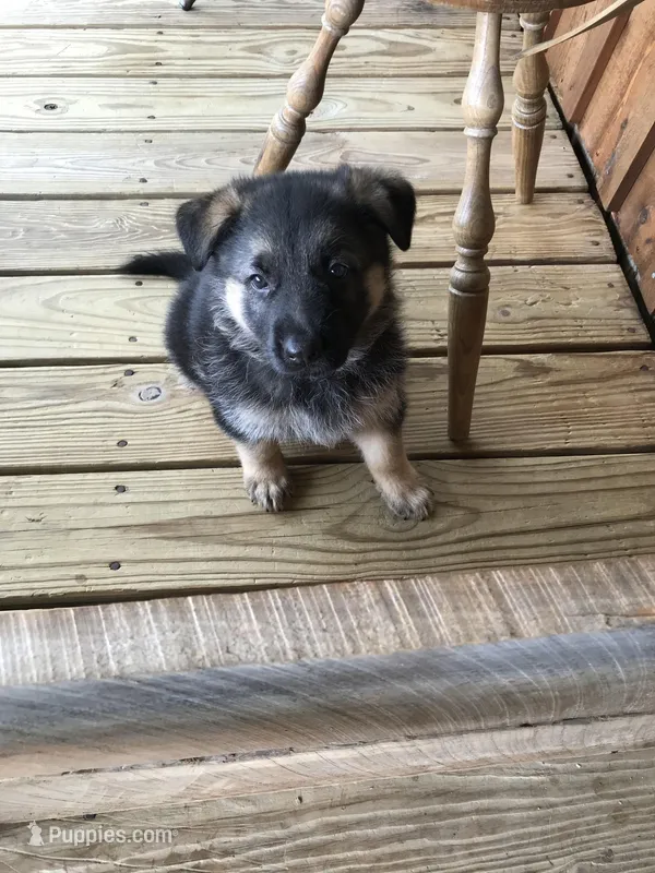 Lavender (collar) – German Shepherd Dog puppy for sale in Lufkin, TX