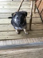 Lavender (collar), a female German Shepherd Dog for sale in Lufkin, TX – 1 of 7