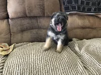 Lavender (collar), a female German Shepherd Dog for sale in Lufkin, TX – 5 of 7