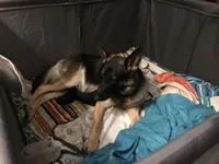Lavender (collar) Female, a female German Shepherd Dog for sale in Lufkin, TX – 8 of 8