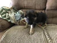 Lavender (collar), a female German Shepherd Dog for sale in Lufkin, TX – 4 of 7