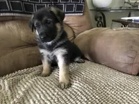 Not named (Blue collar), a male German Shepherd Dog for sale in Lufkin, TX – 2 of 4