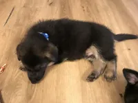 Not named (Blue collar), a male German Shepherd Dog for sale in Lufkin, TX – 1 of 4