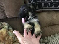 Not named (Blue collar), a male German Shepherd Dog for sale in Lufkin, TX – 4 of 4