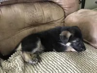 Not named (Blue collar), a male German Shepherd Dog for sale in Lufkin, TX – 3 of 4