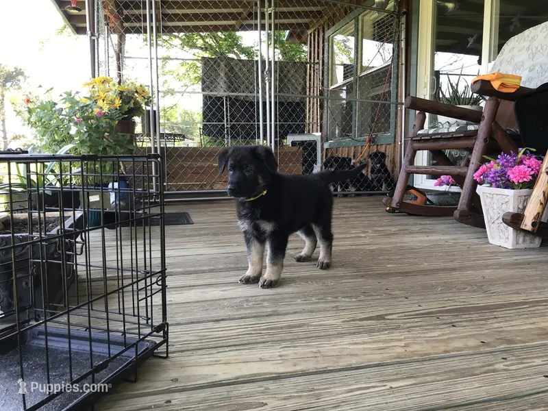 Yellow (collar) Female – German Shepherd Dog puppy on hold in Lufkin, TX