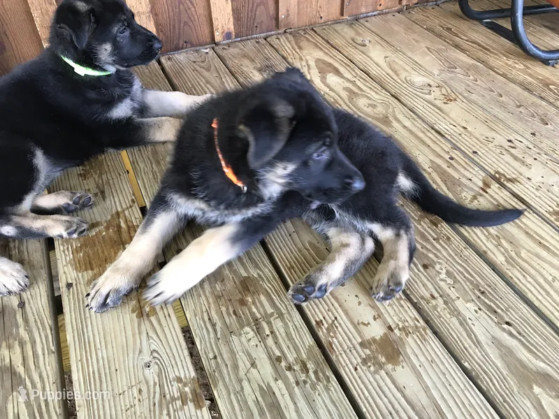 Orange (collar)  Male – German Shepherd Dog puppy for sale in Lufkin, TX