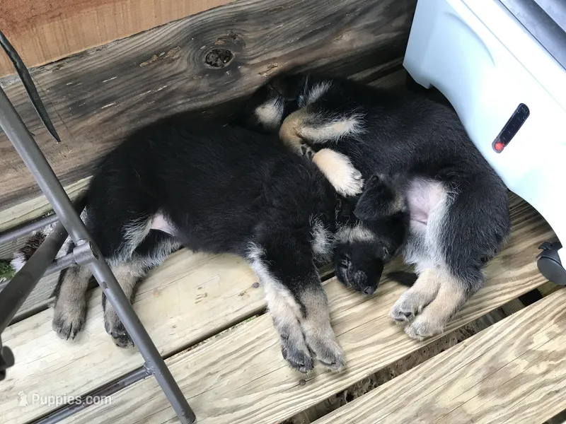 Aqua (collar). Female – German Shepherd Dog puppy on hold in Lufkin, TX