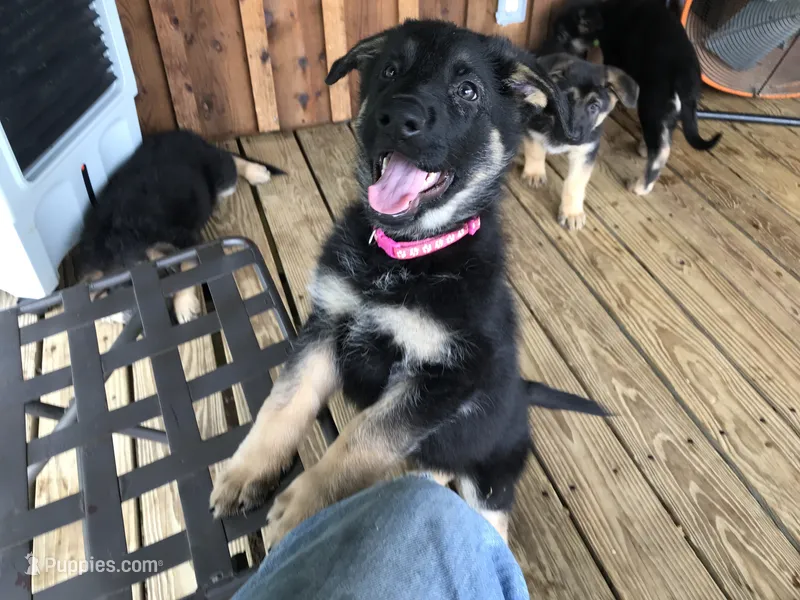 Pink (collar). Female – German Shepherd Dog puppy for sale in Lufkin, TX