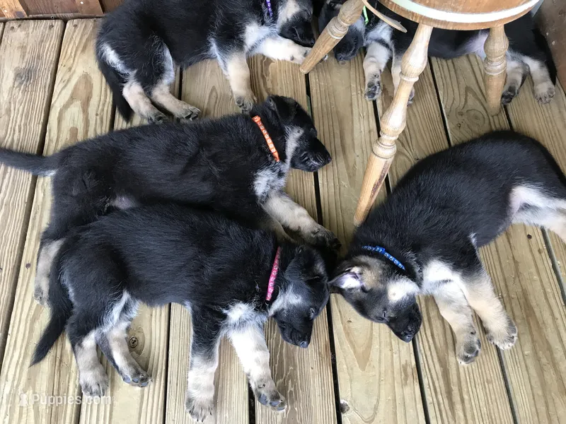Orange (collar)  Male – German Shepherd Dog puppy for sale in Lufkin, TX