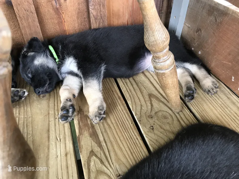 Lime (collar). Female – German Shepherd Dog puppy for sale in Lufkin, TX