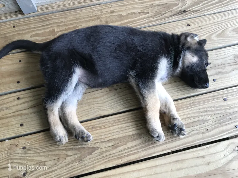 Aqua (collar). Female – German Shepherd Dog puppy on hold in Lufkin, TX